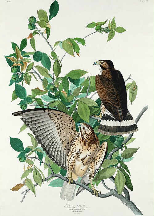 Audubon Birds Greeting Card featuring the drawing Broad-winged Hawk #2 by John James Audubon