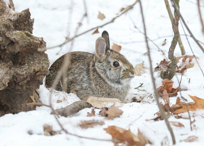 Rabbit Greeting Card featuring the photograph Bunny #2 by Brook Burling