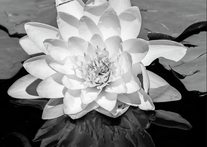 Photography Black And White Outdoors Day No People Nature Scenics Tranquil Scene Tranquility Non-urban Scene Travel Destinations Vertical Common Water Lily Water Lily Floating Floating On Water Lily Flower Freshness White Stamen Flower Head Growth Reflection Flora Plant Life Close-up Greeting Card featuring the photograph Common Water Lily floating on water #2 by Panoramic Images