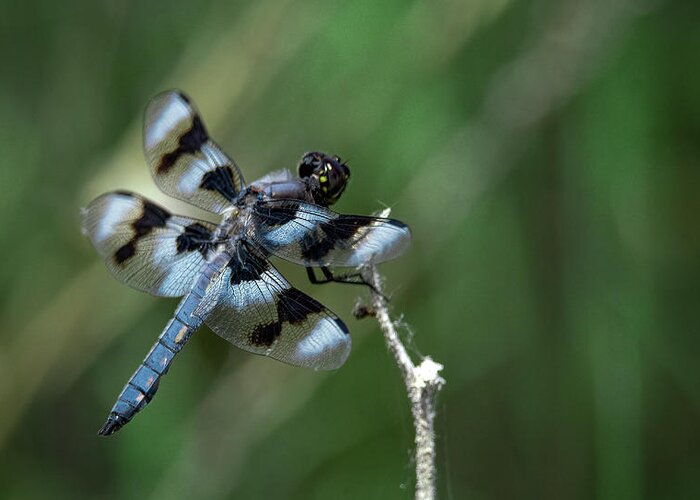 Lahontan Greeting Card featuring the photograph Dragonfly #2 by Rick Mosher