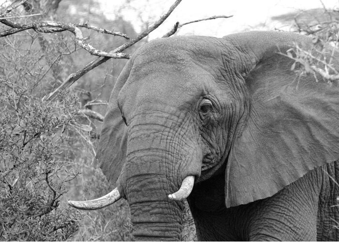 Elephant Greeting Card featuring the photograph Elephant Love #1 by Fiona Kennard