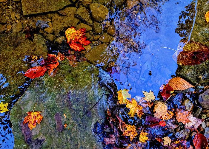  Greeting Card featuring the photograph Fall Leaves #2 by Brad Nellis