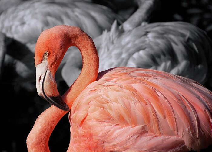 Flaming Greeting Card featuring the photograph Flamingo #3 by Carolyn Hutchins