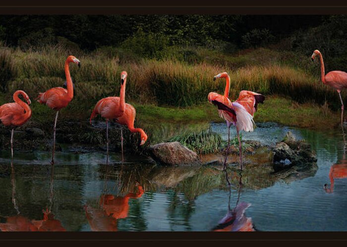 Pink Flamingo Greeting Card featuring the photograph Flamingo Convention #2 by Melinda Hughes-Berland