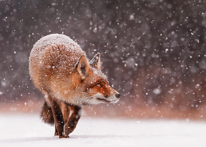 Christmas Card Greeting Card featuring the photograph Fox First Snow #2 by Roeselien Raimond