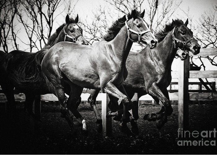 Horse Greeting Card featuring the photograph Galloping horses Black and White by Dimitar Hristov