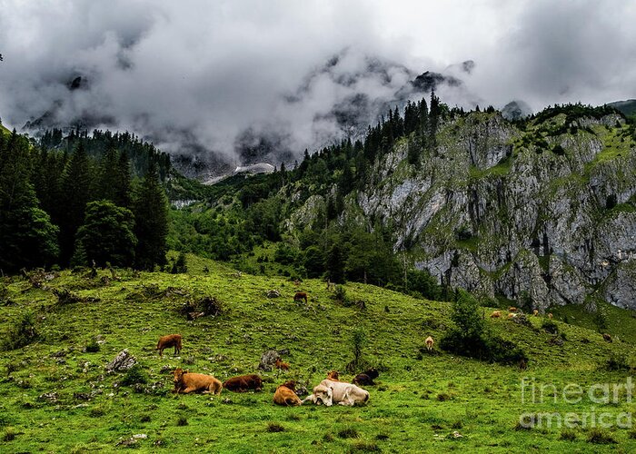 Austria Greeting Card featuring the photograph Herd Of Cows In National Park Gesaeuse In The Ennstaler Alps In Austria by Andreas Berthold