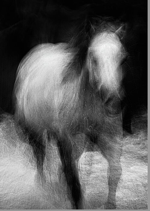 Monochrome Greeting Card featuring the photograph Horse by Grant Galbraith
