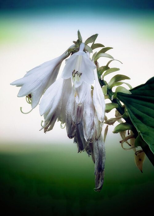 Blue Greeting Card featuring the photograph Hosta #2 by RicharD Murphy