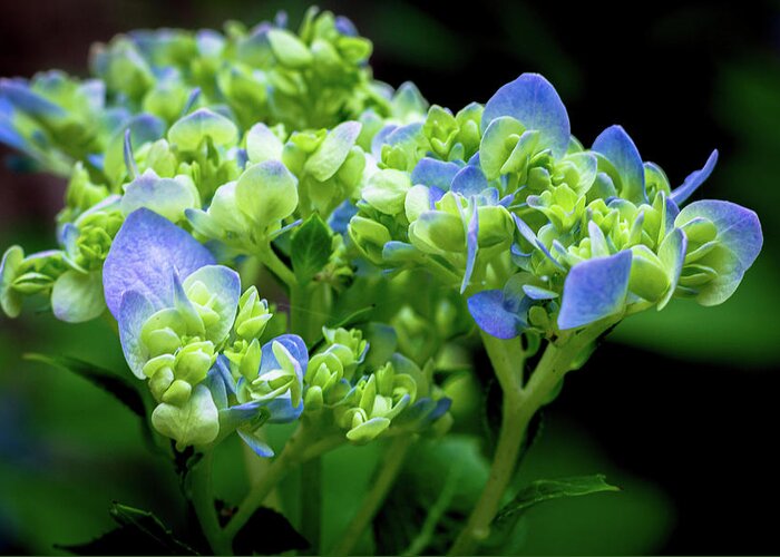 Flower Greeting Card featuring the photograph Hydrangea #2 by Randy Bayne