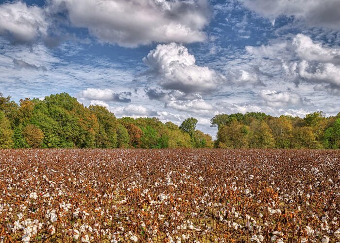 Mississippi Greeting Card featuring the photograph Land of Cotton #2 by Mountain Dreams