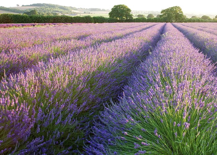 Lavender Greeting Card featuring the photograph Lavender fields #2 by Ian Middleton