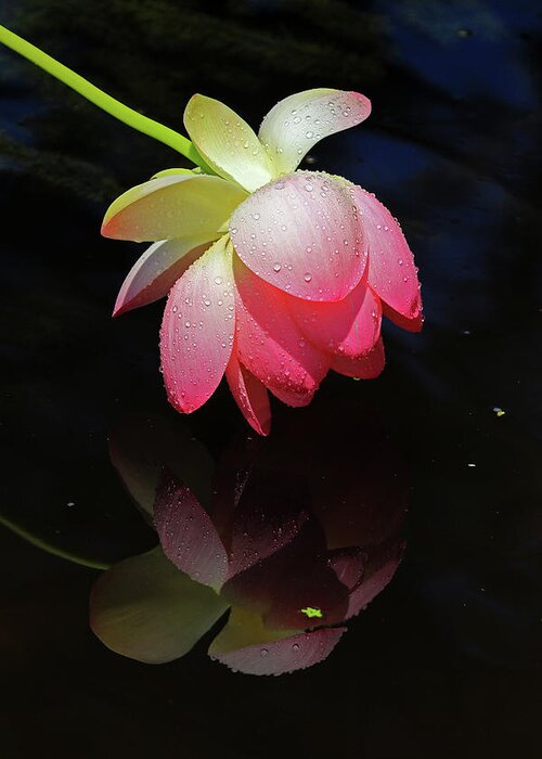 Lotus Flower Greeting Card featuring the photograph Lotus Flower Drooping in the Rain #2 by Shixing Wen