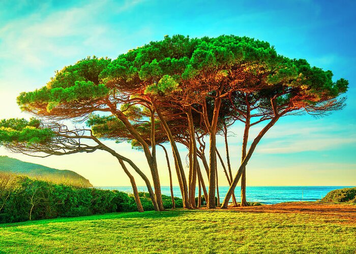 Baratti Greeting Card featuring the photograph Maritime Pine tree group near sea and beach. Baratti, Tuscany. by Stefano Orazzini