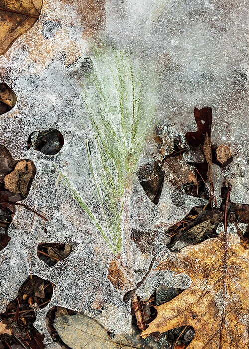 Landscapes Greeting Card featuring the photograph Nature Photography - Winter Ice #2 by Amelia Pearn