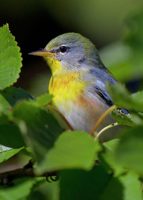 Warbler Greeting Card featuring the photograph Northern Parula #2 by Timothy McIntyre