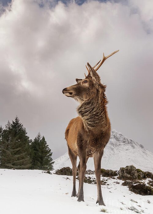 #reddeer #red Deer #scottishhighlands #glencoe #visitscotland # Greeting Card featuring the photograph Red Deer Portrait #2 by Keith Thorburn LRPS EFIAP CPAGB