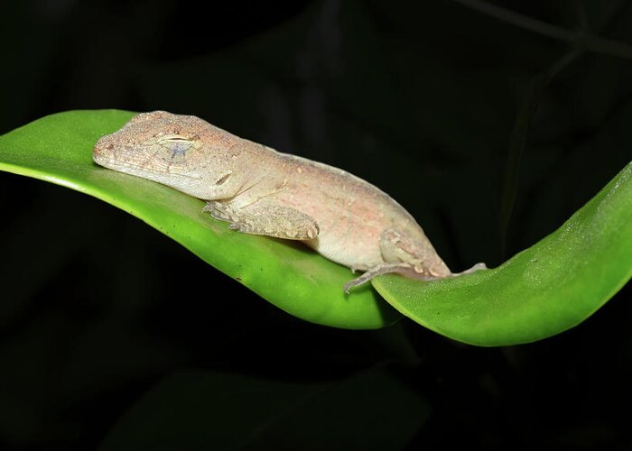 Photograph Greeting Card featuring the photograph Sleeping Anole #2 by Larah McElroy