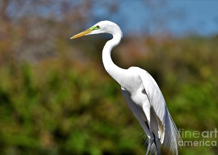 Great White Egret Greeting Card featuring the photograph Standing Tall #2 by Julie Adair