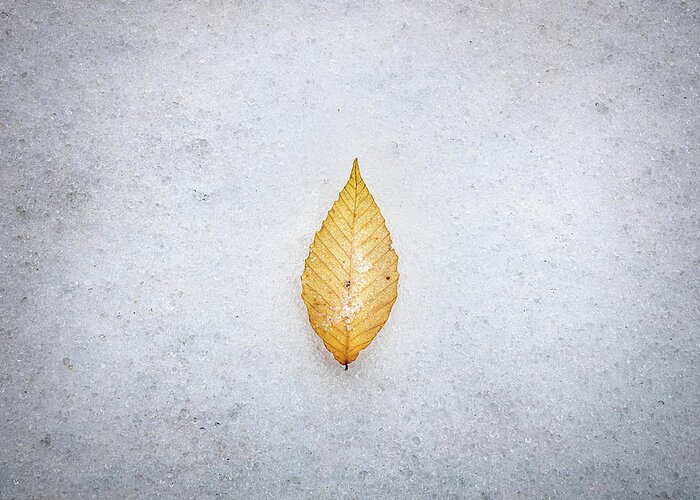 Snow Day Greeting Card featuring the photograph The Leaf #2 by Jordan Hill