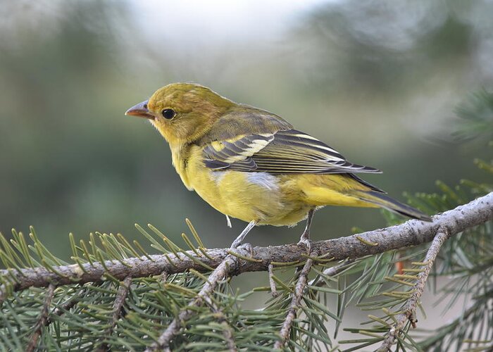 Bird Greeting Card featuring the photograph Western Tanager #2 by Ben Foster