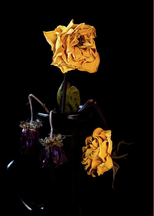 Wither Greeting Card featuring the photograph Wilted and dry yellow rose flower on a vase on a black background. #2 by Michalakis Ppalis