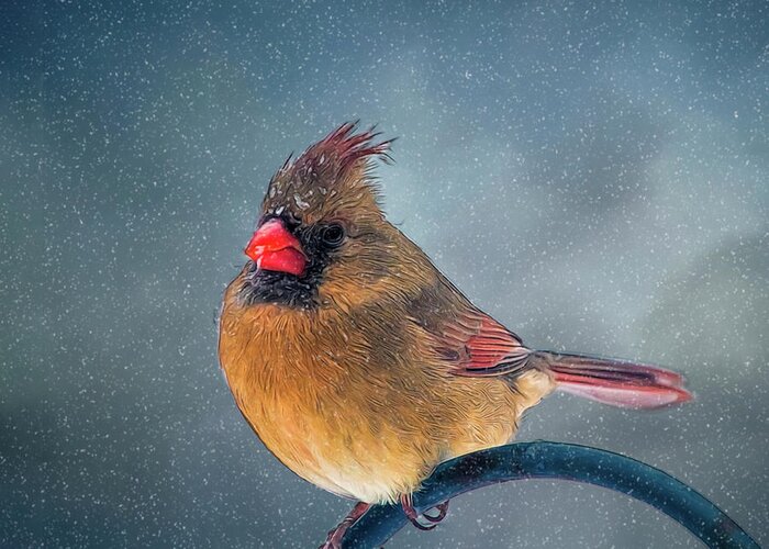 Bird Greeting Card featuring the photograph Winter Cardinal by Cathy Kovarik