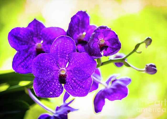 Background Greeting Card featuring the photograph Purple Orchid Flowers #20 by Raul Rodriguez