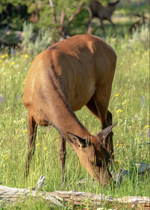 Elk Greeting Card featuring the photograph 2018 Elk- 4 by Tara Krauss