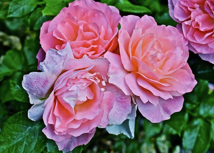 Roses Greeting Card featuring the photograph 2020 Mid June Garden Coral Roses 1 by Janis Senungetuk