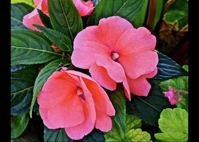 Impatiens Greeting Card featuring the photograph 2020 Mid June Garden Impatiens by Janis Senungetuk