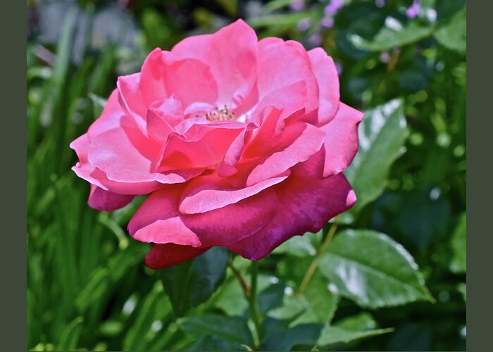 Rose Greeting Card featuring the photograph 2020 Mid June Garden Rose by Janis Senungetuk