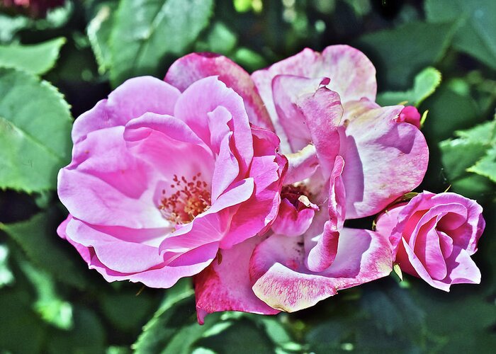 Roses Greeting Card featuring the photograph 2020 Mid June Garden Shrub Roses 1 by Janis Senungetuk