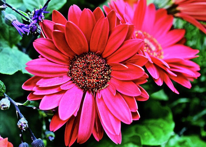 Daisy Greeting Card featuring the photograph 2020 Red Gerber Daisy 2 by Janis Senungetuk