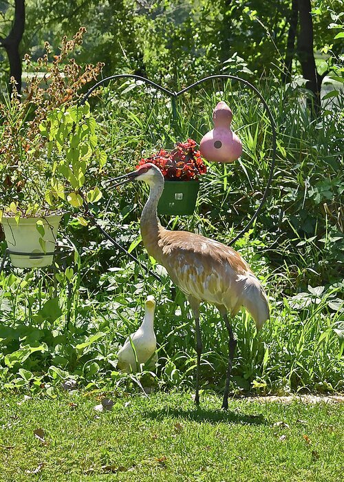 Sandhill Cranes Greeting Card featuring the photograph 2021 August Sandhill Crane by Janis Senungetuk