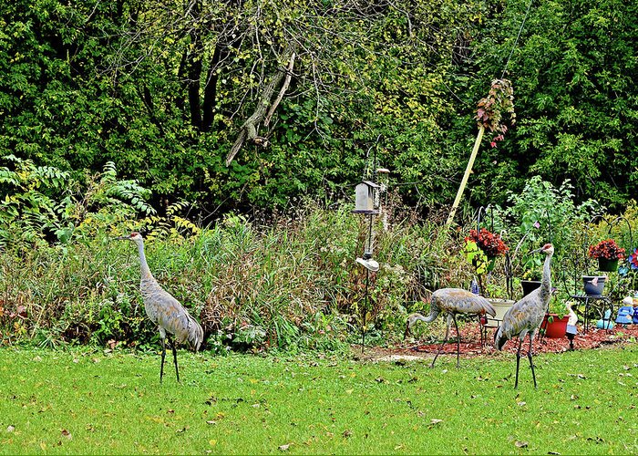 Sandhill Cranes; Backyard; Birds; Greeting Card featuring the photograph 2021 Fall Sandhill Cranes 2 by Janis Senungetuk