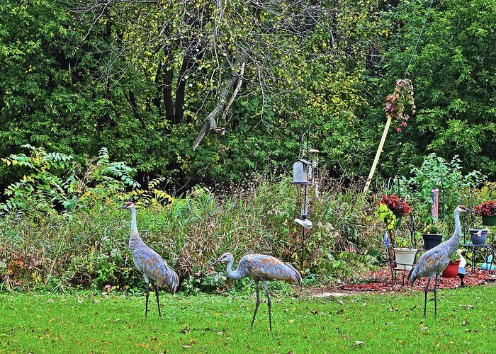 Sandhill Cranes Greeting Card featuring the photograph 2021 Fall Sandhill Cranes 3 by Janis Senungetuk
