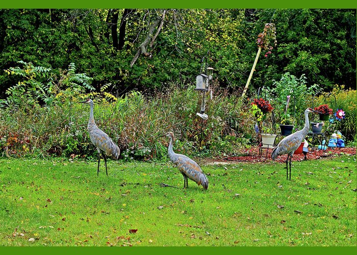 Sandhill Cranes; Birds; Backyard; Greeting Card featuring the photograph 2021 Fall Sandhill Cranes 5 by Janis Senungetuk