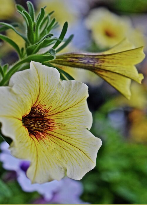 Flowers Greeting Card featuring the photograph 2021 French Vanilla Petchoa Vertical by Janis Senungetuk