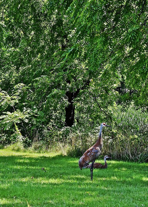 Sandhill Cranes Greeting Card featuring the photograph 2021 Sandhill Crane Family 2 by Janis Senungetuk