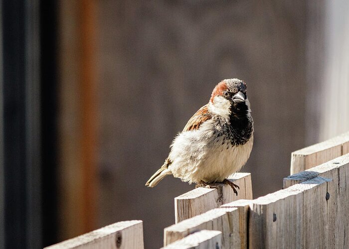 House Sparrow Greeting Card featuring the photograph House Sparrow on a fence #22 by SAURAVphoto Online Store
