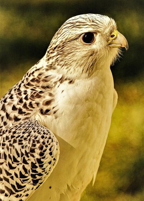 Bird Of Pray Feathers Eye Greeting Card featuring the photograph Bird3 by John Linnemeyer