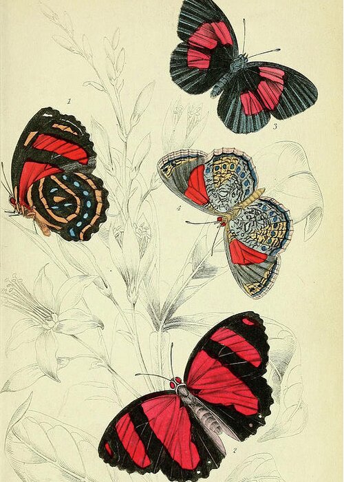 Butterflies Greeting Card featuring the mixed media Butterflies. William Jardine #3 by World Art Collective