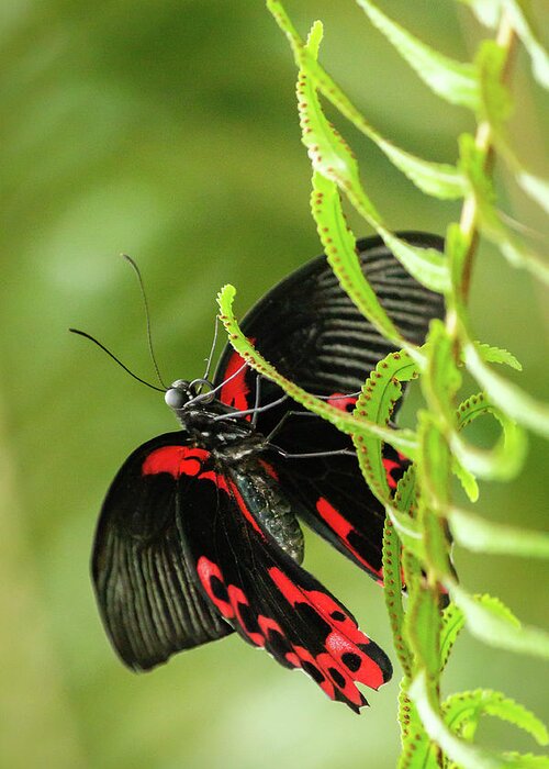 Butterflyconservatory Greeting Card featuring the photograph Butterfly red markings on black #3 by SAURAVphoto Online Store