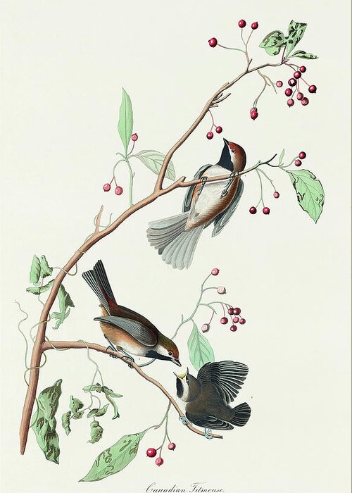 Audubon Birds Greeting Card featuring the drawing Canadian Titmouse #3 by John James Audubon