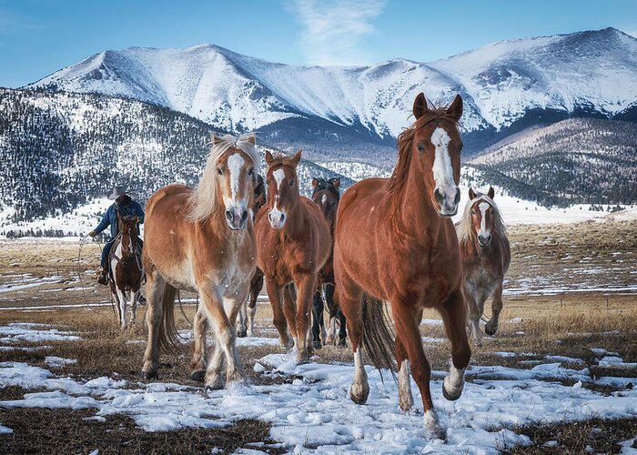 Horses Greeting Card featuring the photograph Colorado Horses #3 by David Soldano