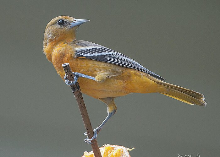 Female Oriole Greeting Card featuring the photograph Female Oriole #3 by Diane Giurco