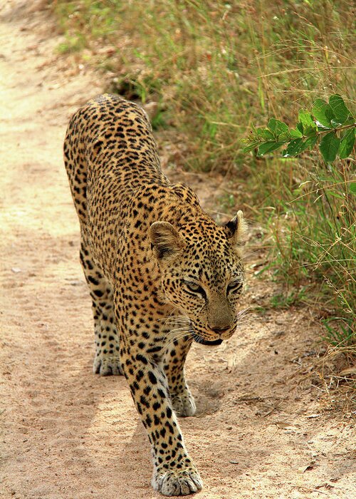 Leopard Greeting Card featuring the photograph Leopard #1 by Richard Krebs