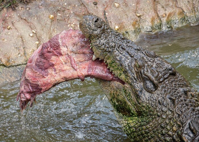 Saltwater Greeting Card featuring the photograph Saltwater Crocodile Eating #3 by Carolyn Hutchins