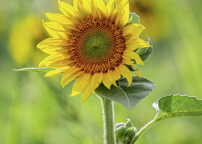 Farm Greeting Card featuring the photograph Sunflower #4 by Randy Bayne